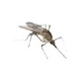 elimination de moustiques