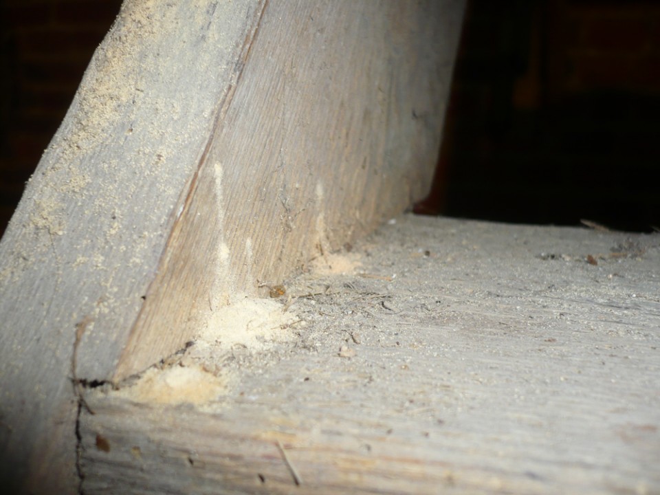 larves xylophages qui se nourrissent de bois