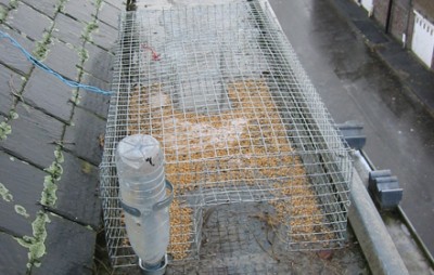 cage de capture