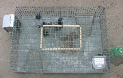cage de capture pigeons