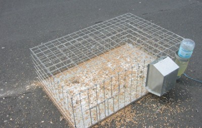 capture pigeons