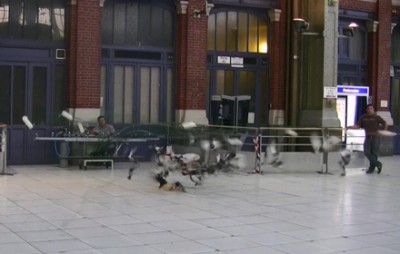 canon : capture de pigeons
