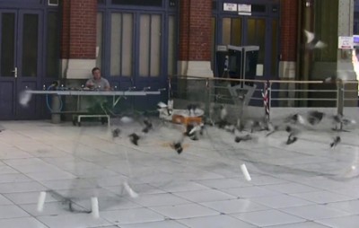 comment capture pigeons
