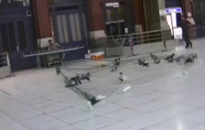 pigeons dans les gares