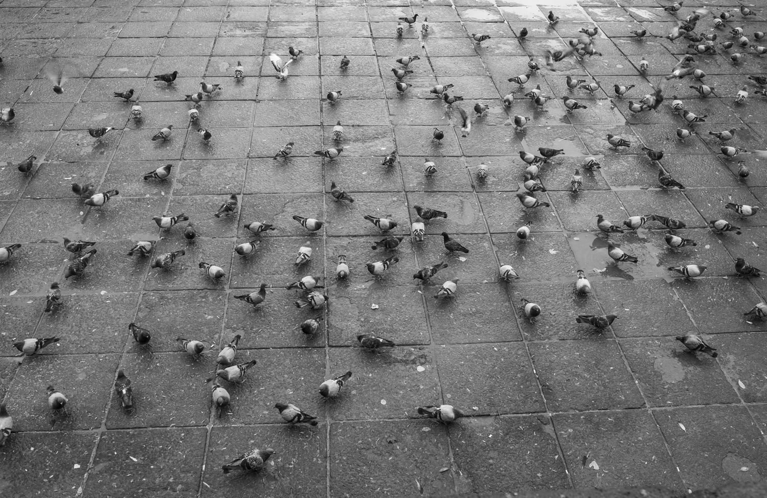 solution anti-pigeons