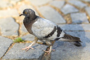 Filet anti pigeon
