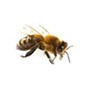 elimination d'abeilles