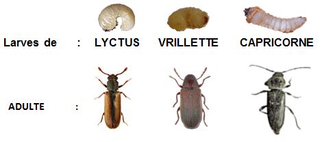 Traitement des bois contre les insectes et les champignons en