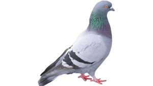 pigeon