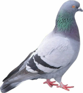 pigeon