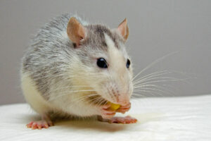 se debarrasser des rats