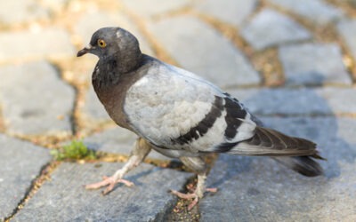 filet anti pigeon : une solution efficace de dépigeonnage