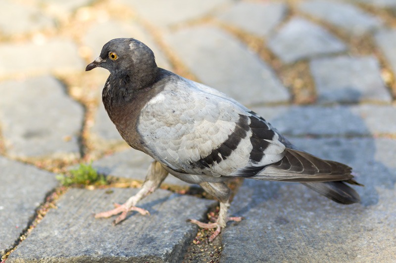 Solutions anti-pigeons Lille