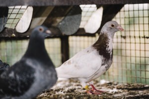 protection anti-pigeon lille