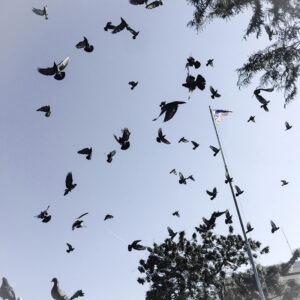 lutter contre les pigeons