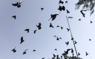 Comment lutter contre les pigeons ?